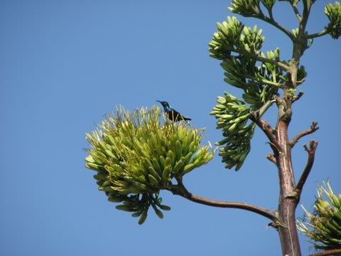 Loten's sunbird on tree 170109