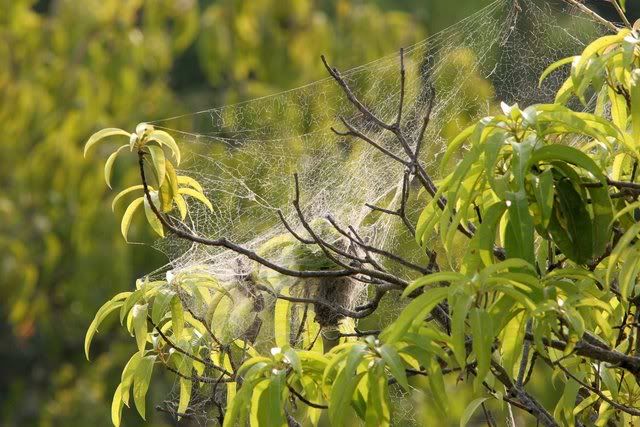 social spiders' nest 150309