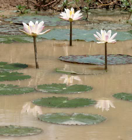 lilies and their reflections
