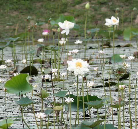 blooming white lotus