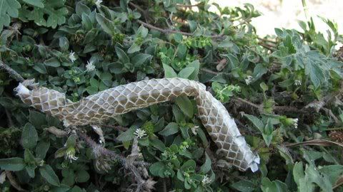 shed snake skin univ lake area 170109