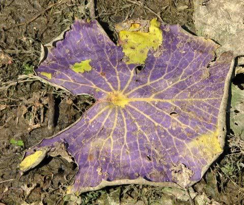 drying lily leaf 170109 univ lake