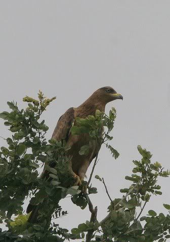 oriental honey buzzard on tree bg 200708