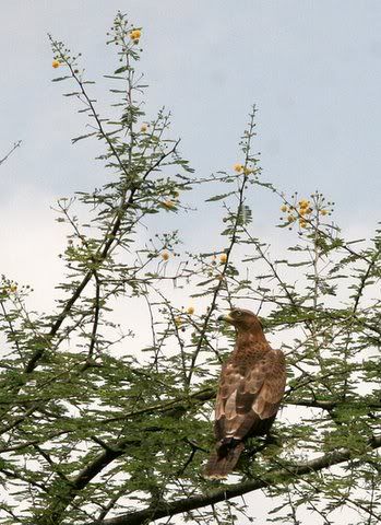 oriental honey buzzard on acacia tree 200708