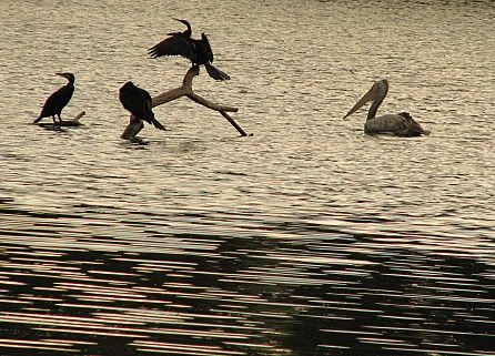 060908 cormorants darter pelican karanji lake Pictures, Images and Photos