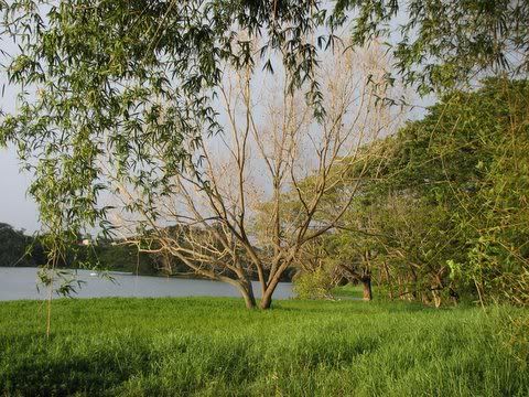 tree and bamboo karanji lake Pictures, Images and Photos