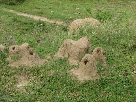 termite nests Pictures, Images and Photos
