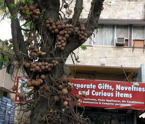 cannonball tree and curious items blr 130908