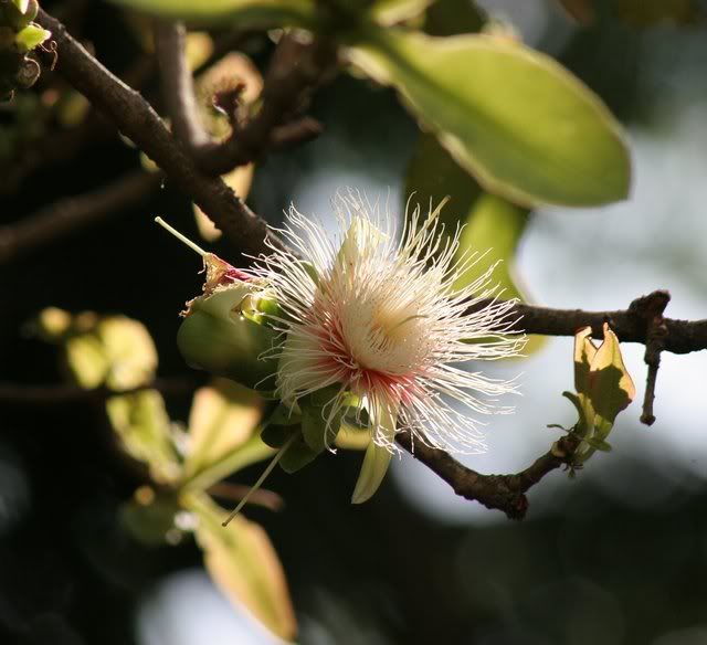 carea arborea flower lalbagh 290309