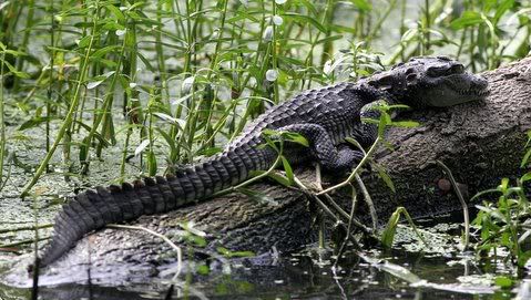 baby croc karanji lake Pictures, Images and Photos