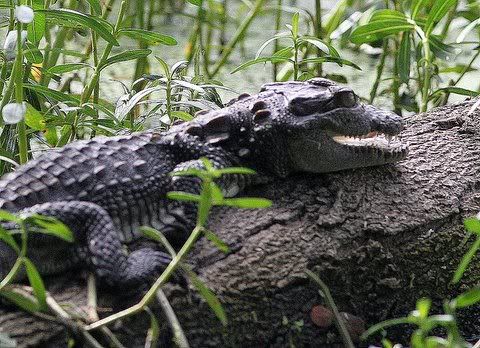 croc smile Pictures, Images and Photos