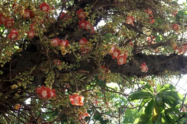 290309 lalbagh cannonball tree nAgalingA flowers 20D