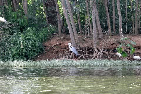 grey heron on lakeshore Pictures, Images and Photos