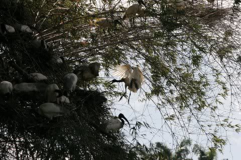 black headed ibis landing in colony Pictures, Images and Photos