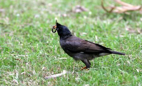jungle mynah with catch Pictures, Images and Photos