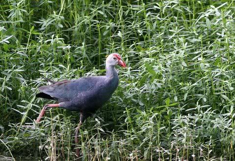 purple moorhen Pictures, Images and Photos