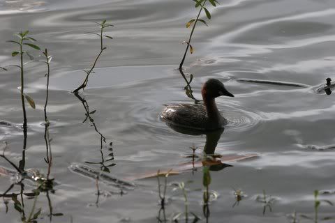 little grebe karanji lake Pictures, Images and Photos