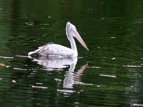 spot-billed pelican karanji lake Pictures, Images and Photos