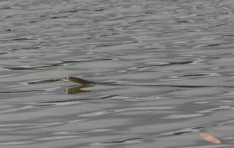 rat snake swimming Pictures, Images and Photos