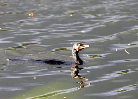 cormorant in water Pictures, Images and Photos
