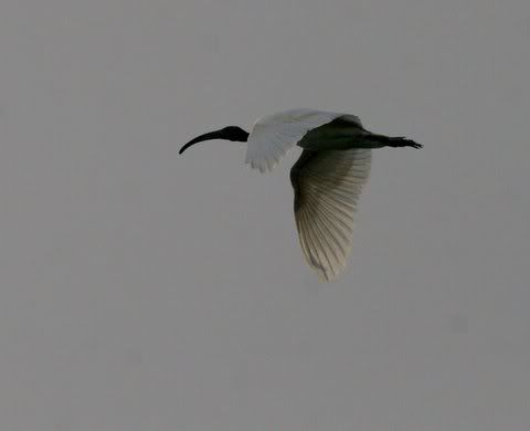 black-headed ibis flight Pictures, Images and Photos