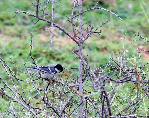 great tit in thorny bush Pictures, Images and Photos