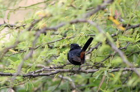 indian robin in acacia Pictures, Images and Photos