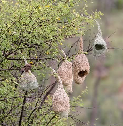 baya weavers' nests Pictures, Images and Photos
