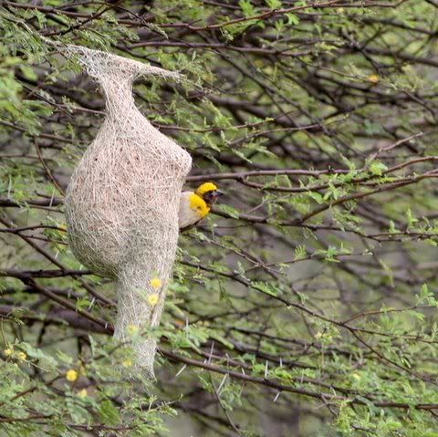 baya weaver at opening of nest Pictures, Images and Photos