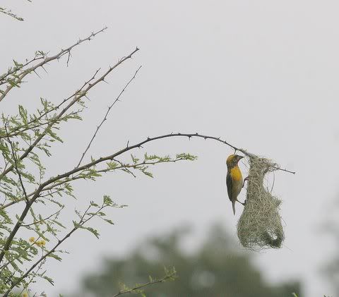 baya weaver making nest Pictures, Images and Photos