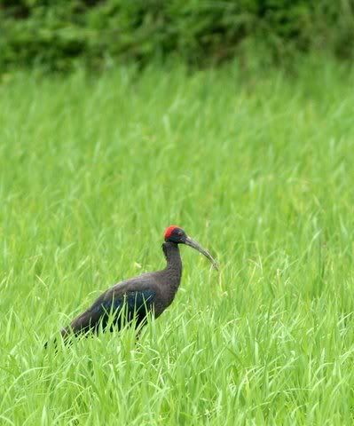 black ibis Pictures, Images and Photos