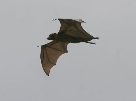 fruit bat flying Pictures, Images and Photos