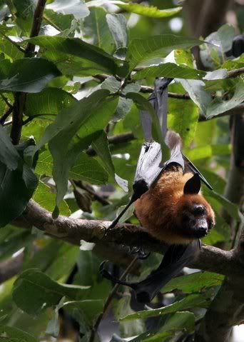 fruit bat closeup Pictures, Images and Photos