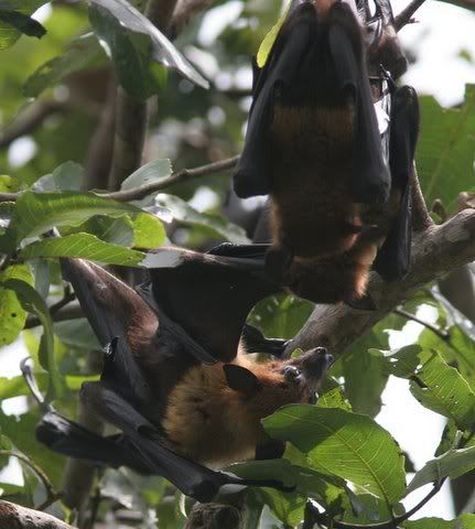 fruit bats fighting Pictures, Images and Photos