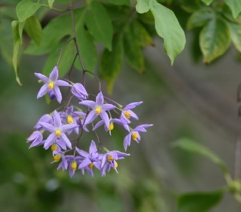 lavender(?) flowers valley school