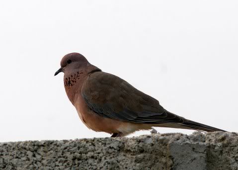 laughing dove 210908