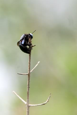 bee on stick