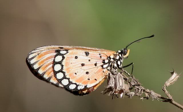 butterfly closeup vs 050409