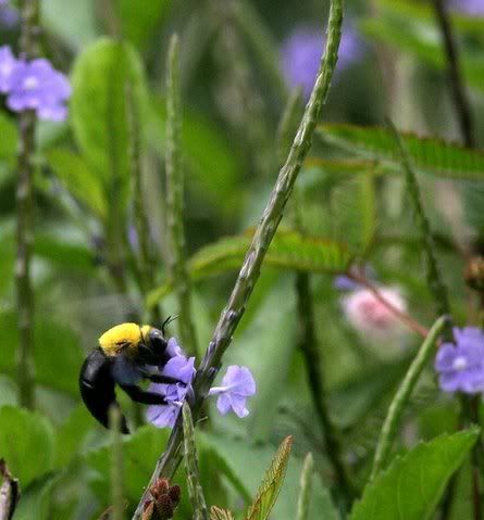 carpenter bee on purple wildflower far away 210908