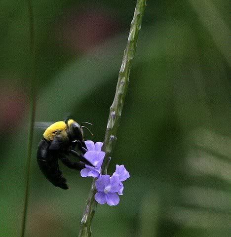 bee on wildflower closeup vs 210908