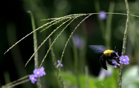 bee with grass