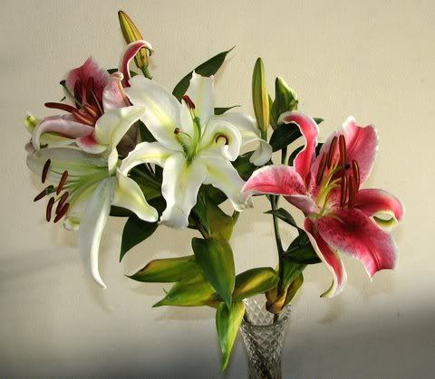oriental lilies home 080209