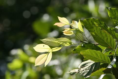 leaves ramnagara