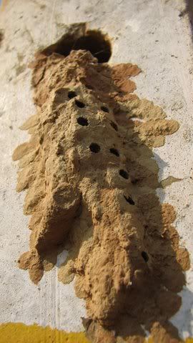 potter wasps' nest 140209 turahalli