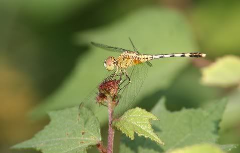 dragonfly ragihalli 270908