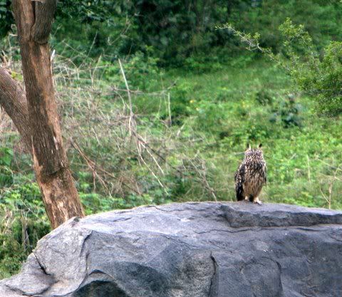 side look eurasian eagle owl
