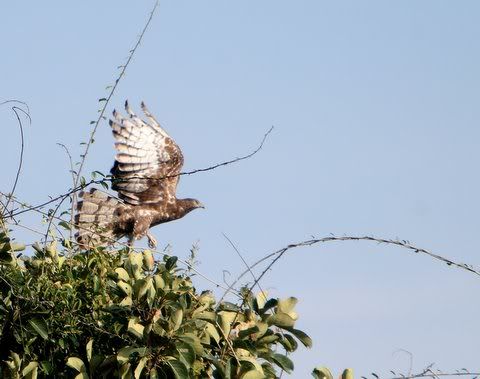 oriental honey buzzard taking off