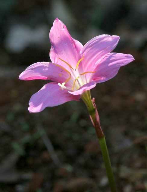 lilac flower 120409
