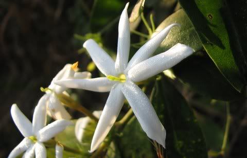wild jasmine turahalli 220209