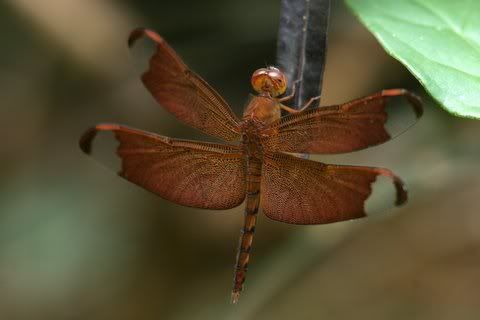 fulvous forest skimmer